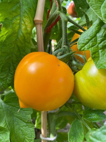 Sibirisches gelbes Herz